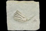 Crinoid (Sarocrinus) Fossil - Crawfordsville, Indiana #122955-1